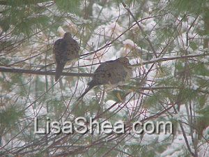 Mourning Dove