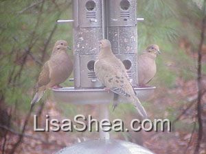Mourning Dove