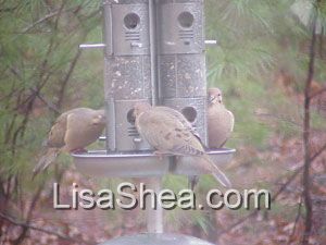 Mourning Dove