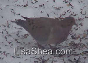 Mourning Dove