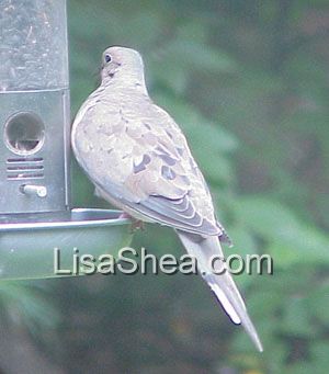 Mourning Dove