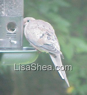 Mourning Dove