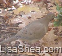 Mourning Dove