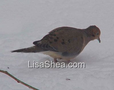 Mourning Dove