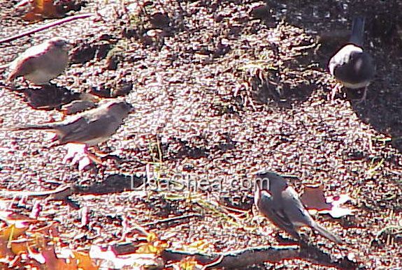 junco bird photo
