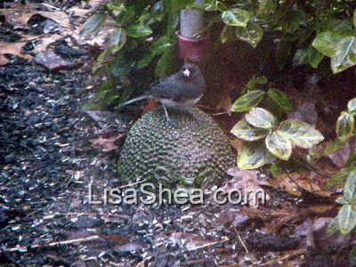 junco bird photo