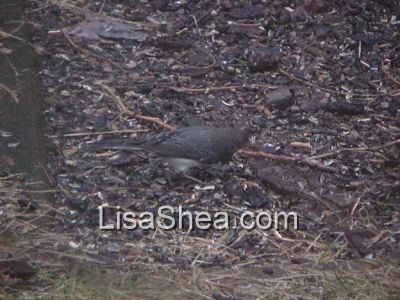 junco bird photo