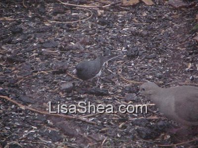 junco bird photo