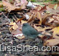 junco bird photo