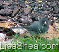 junco bird photo