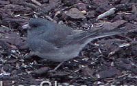 junco bird photo
