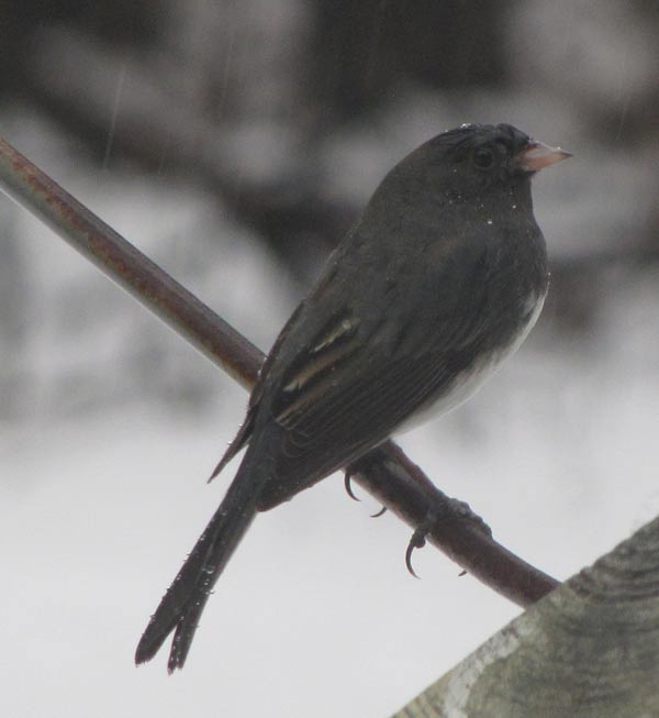 junco bird photo
