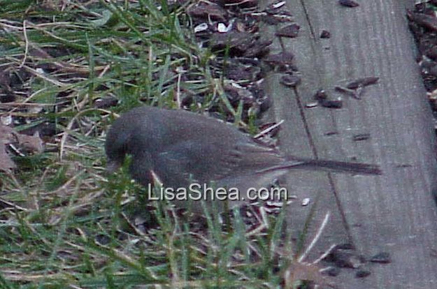 junco bird photo