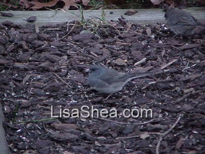 junco bird photo