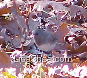 junco bird photo