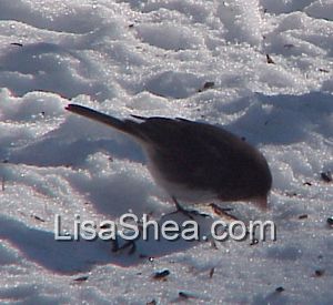 junco bird photo