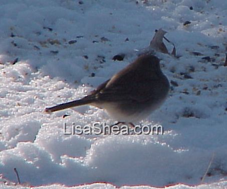 junco bird photo