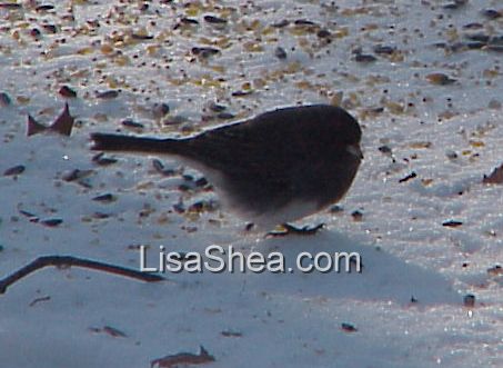 junco bird photo