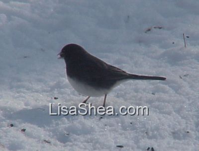 junco bird photo