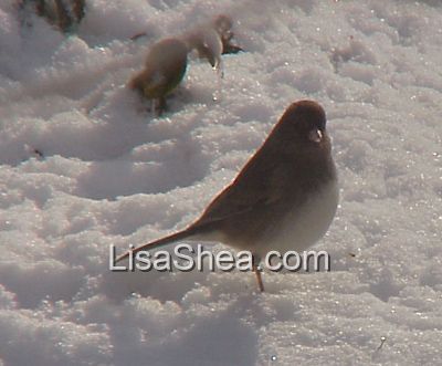 junco bird photo
