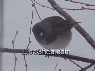 junco bird photo