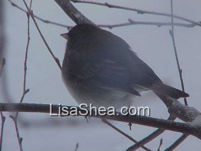 junco bird photo