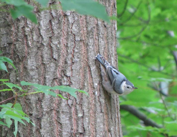Nuthatch