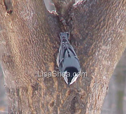 Nuthatch
