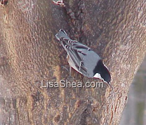 Nuthatch