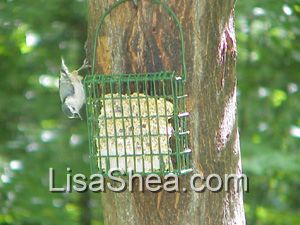 Nuthatch