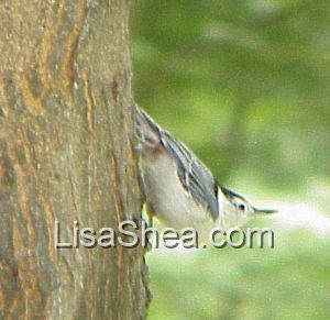 Nuthatch