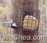 Nuthatch