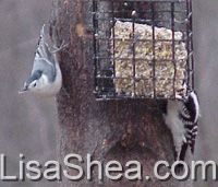 Nuthatch