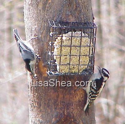 Nuthatch