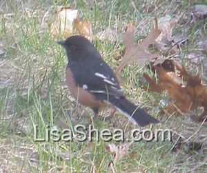 Rufous-sided towhee