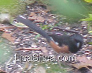 Rufous-sided towhee