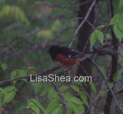 Rufous-sided towhee