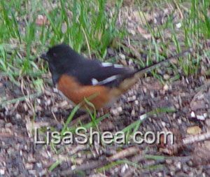 Rufous-sided towhee