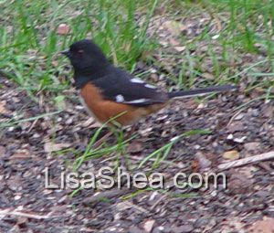 Rufous-sided towhee