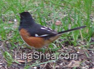 Rufous-sided towhee