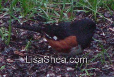 Rufous-sided towhee