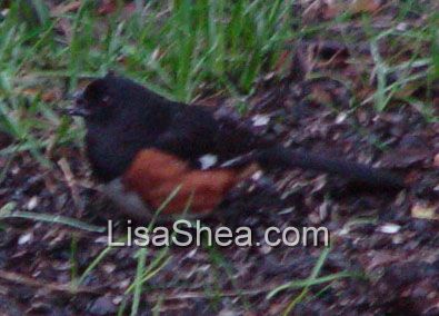 Rufous-sided towhee