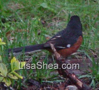 Rufous-sided towhee