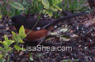 Rufous-sided towhee