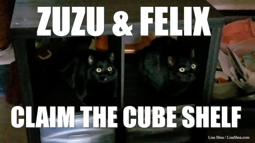 Zuzu and Felix Black Cats