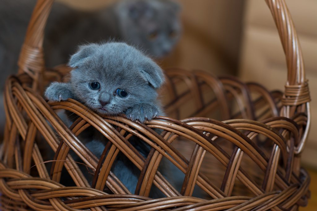 Sad Cat