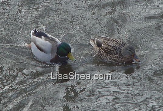 Mallard Duck