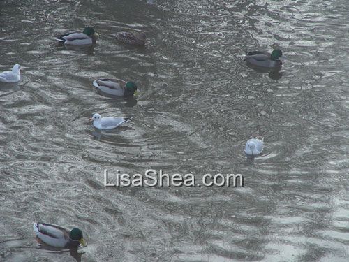Mallard Duck