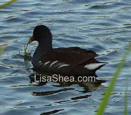 Moorhen