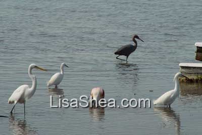 Reddish Egret